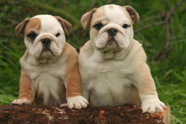 養(yǎng)寵物狗賺錢嗎?