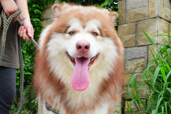 養(yǎng)寵物狗賺錢嗎?