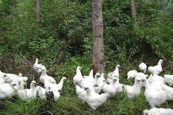 養(yǎng)殖烏雞的市場前景