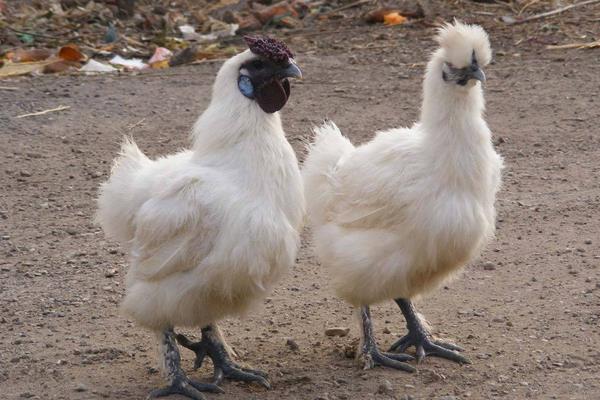 養(yǎng)殖烏雞的市場前景