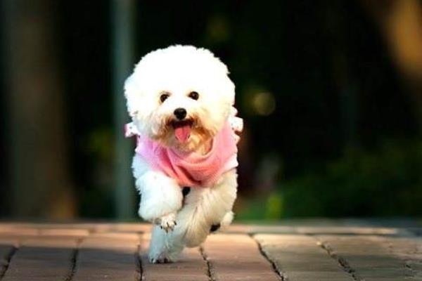 夏天天氣太熱 怎樣給狗狗降溫？