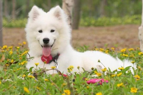 夏天天氣太熱 怎樣給狗狗降溫？