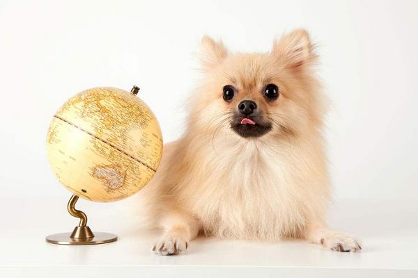 夏天天氣太熱 怎樣給狗狗降溫？