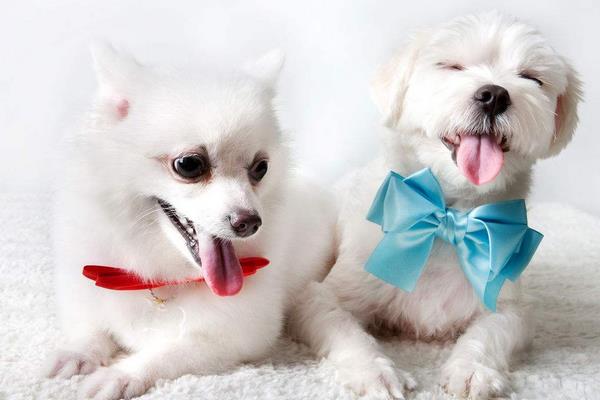 夏天天氣太熱 怎樣給狗狗降溫？