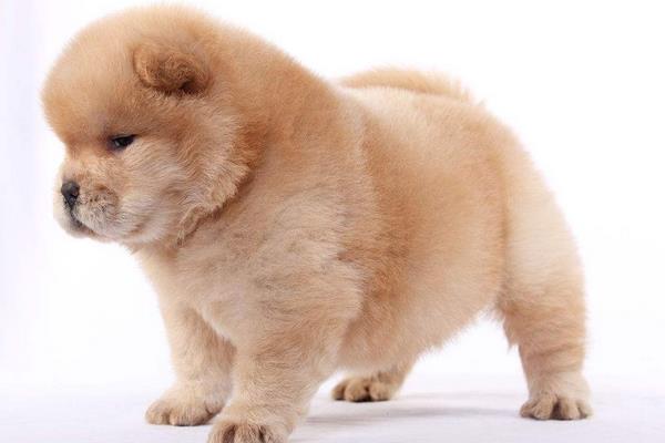 夏天天氣太熱 怎樣給狗狗降溫？