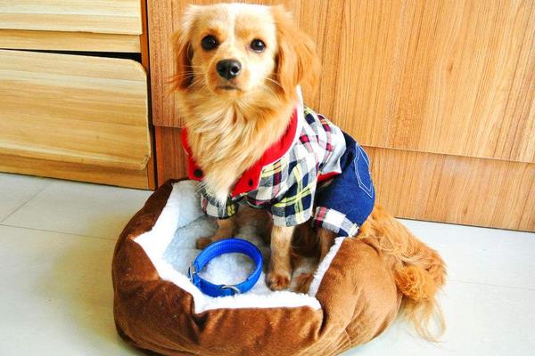 夏天天氣太熱 怎樣給狗狗降溫？