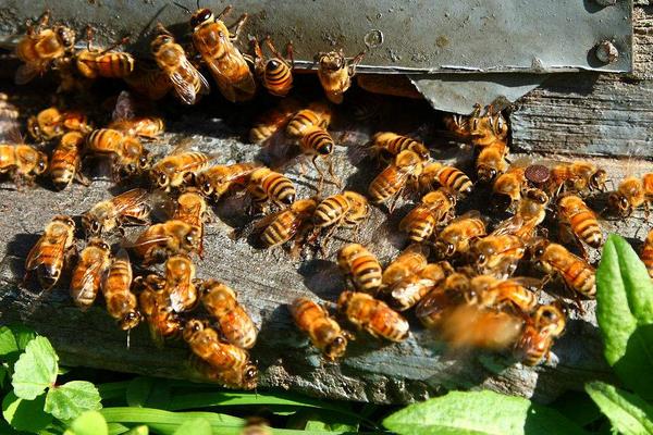 2015養蜂賺錢嗎?2015蜜蜂養殖前景及市場價格分析