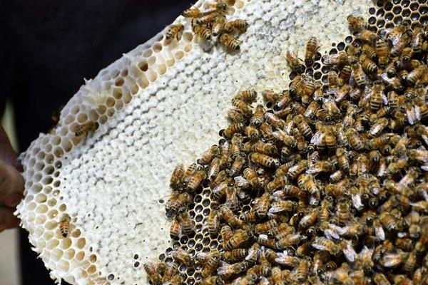 2015養蜂賺錢嗎?2015蜜蜂養殖前景及市場價格分析