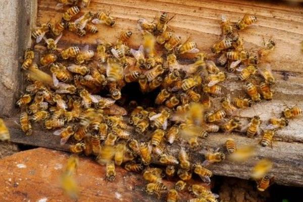 2015養蜂賺錢嗎?2015蜜蜂養殖前景及市場價格分析