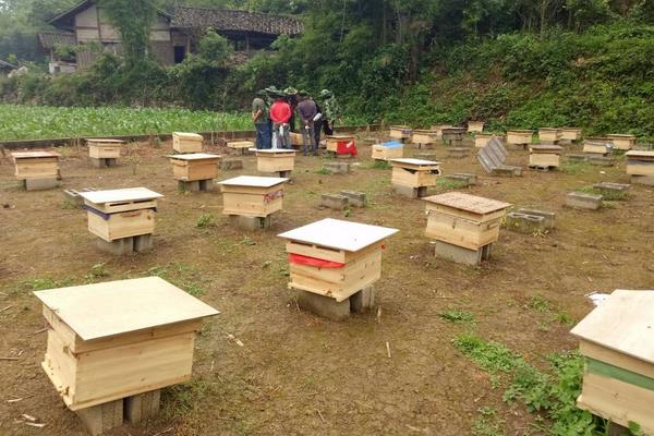 2015養蜂賺錢嗎?2015蜜蜂養殖前景及市場價格分析