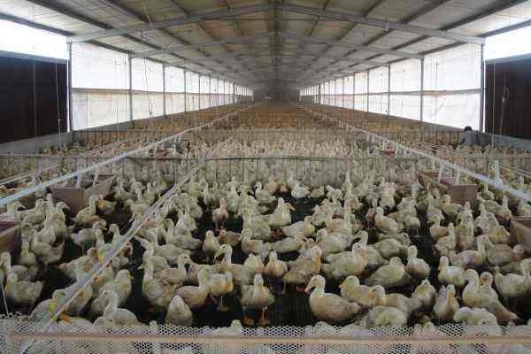 塑料網床養鴨 干凈省事高效率