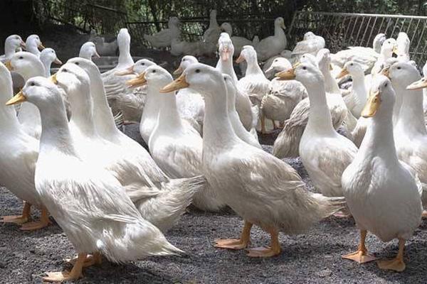 塑料網床養鴨 干凈省事高效率