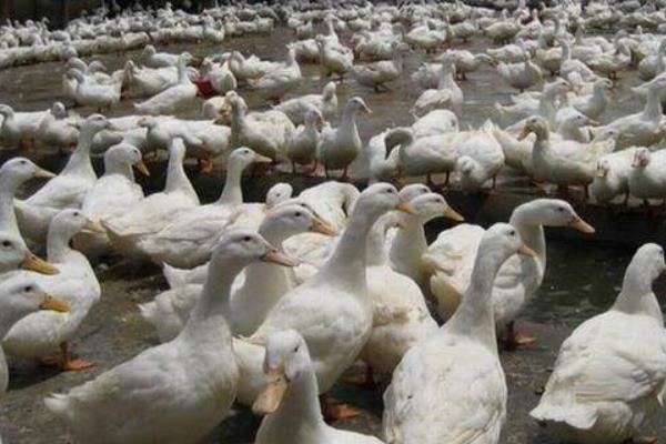 塑料網床養鴨 干凈省事高效率