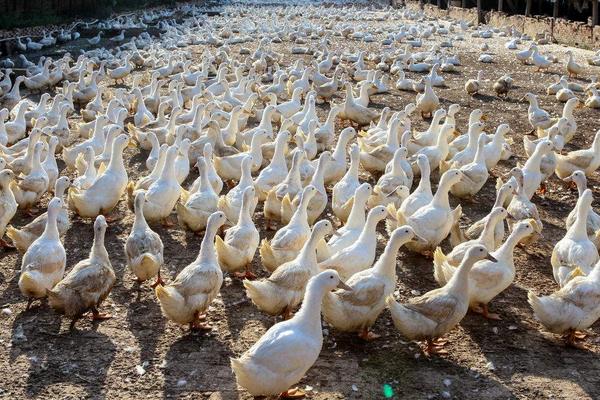 塑料網床養鴨 干凈省事高效率