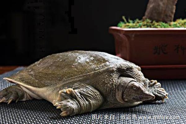 2018養(yǎng)甲魚賺錢嗎？甲魚養(yǎng)殖的利潤與投資成本及前景預(yù)測