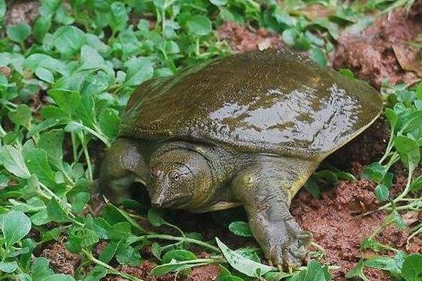 2018養甲魚賺錢嗎?甲魚養殖的利潤與投資成本及前景預測