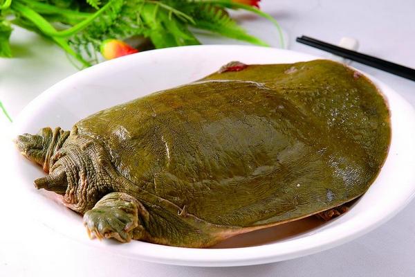 2018養甲魚賺錢嗎?甲魚養殖的利潤與投資成本及前景預測