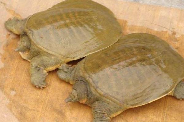 2018養甲魚賺錢嗎?甲魚養殖的利潤與投資成本及前景預測