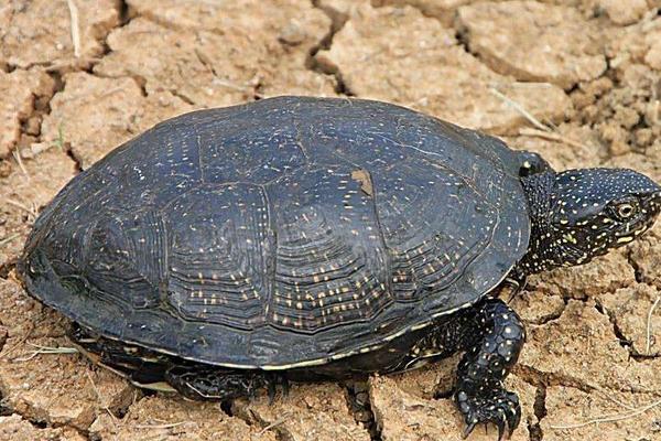 2018養甲魚賺錢嗎?甲魚養殖的利潤與投資成本及前景預測