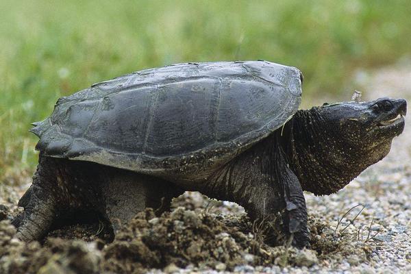 2018養甲魚賺錢嗎?甲魚養殖的利潤與投資成本及前景預測