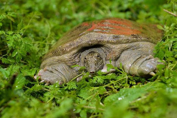 2018養甲魚賺錢嗎?甲魚養殖的利潤與投資成本及前景預測