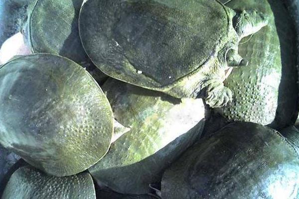 2018養甲魚賺錢嗎?甲魚養殖的利潤與投資成本及前景預測