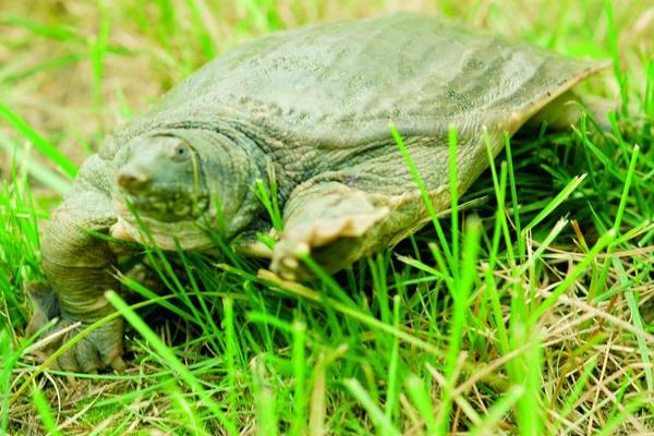 2018養甲魚賺錢嗎?甲魚養殖的利潤與投資成本及前景預測