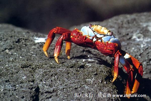 2018養蟹賺錢嗎？養蟹的利潤與投資成本及前景預測