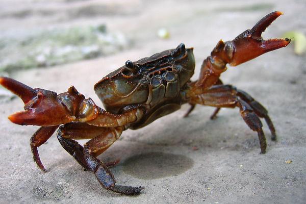 2018養蟹賺錢嗎?養蟹的利潤與投資成本及前景預測