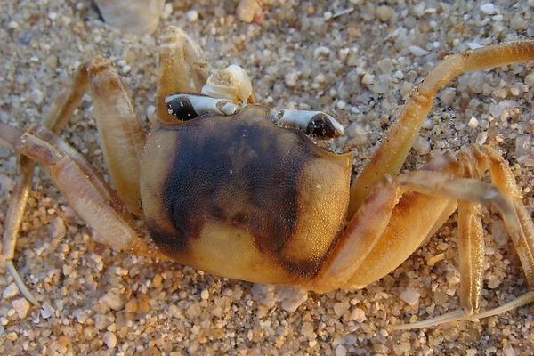 2018養蟹賺錢嗎?養蟹的利潤與投資成本及前景預測