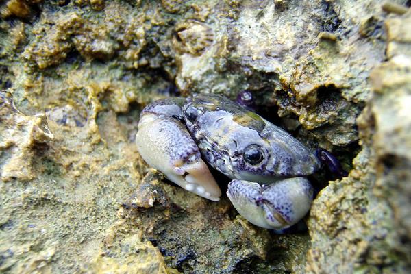 2018養蟹賺錢嗎?養蟹的利潤與投資成本及前景預測