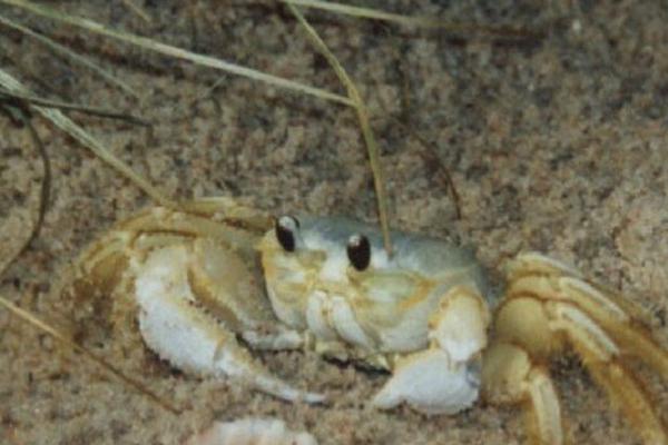 2018養蟹賺錢嗎?養蟹的利潤與投資成本及前景預測