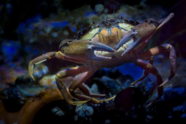 2018養蟹賺錢嗎?養蟹的利潤與投資成本及前景預測