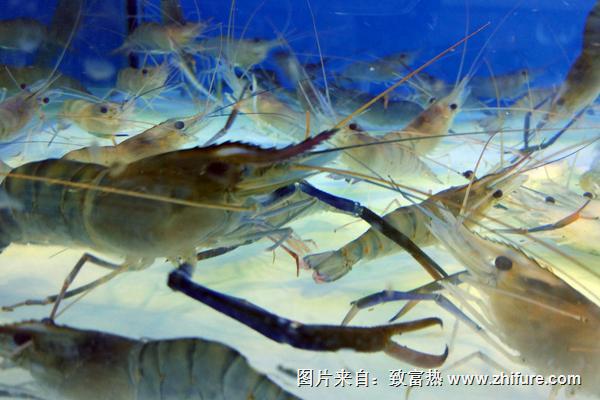 2018養蝦賺錢嗎？養蝦的利潤與投資成本及前景預測