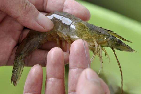 2018養(yǎng)蝦賺錢嗎?養(yǎng)蝦的利潤(rùn)與投資成本及前景預(yù)測(cè)