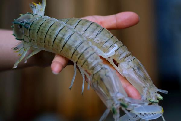 2018養(yǎng)蝦賺錢嗎?養(yǎng)蝦的利潤(rùn)與投資成本及前景預(yù)測(cè)