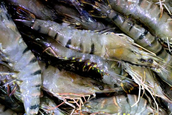 2018養(yǎng)蝦賺錢嗎?養(yǎng)蝦的利潤(rùn)與投資成本及前景預(yù)測(cè)