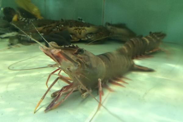 2018養(yǎng)蝦賺錢嗎?養(yǎng)蝦的利潤(rùn)與投資成本及前景預(yù)測(cè)