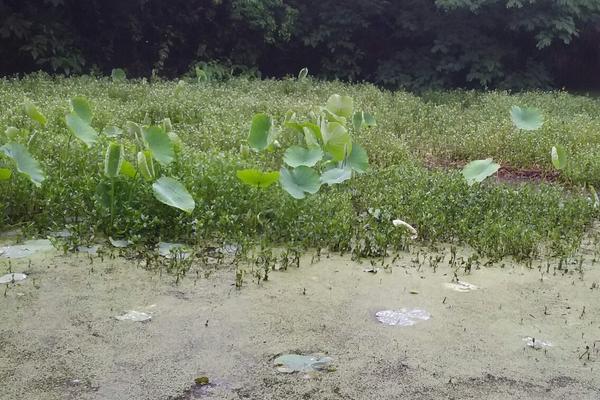 2018養(yǎng)蝦賺錢嗎?養(yǎng)蝦的利潤(rùn)與投資成本及前景預(yù)測(cè)