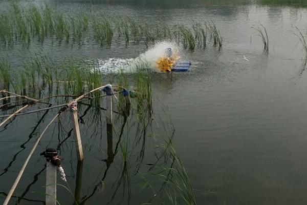 2018養(yǎng)蝦賺錢嗎?養(yǎng)蝦的利潤(rùn)與投資成本及前景預(yù)測(cè)