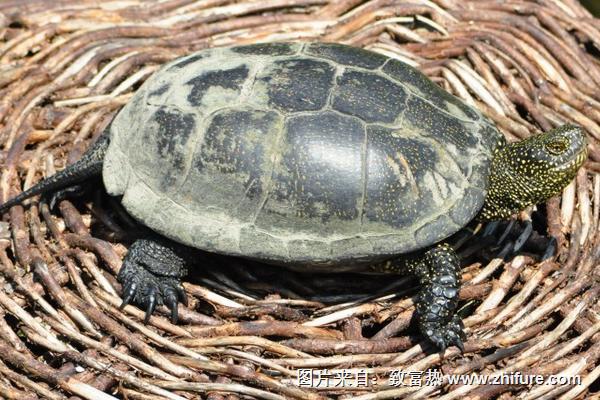 2018養(yǎng)烏龜賺錢嗎？烏龜養(yǎng)殖的利潤與投資成本及前景預(yù)測