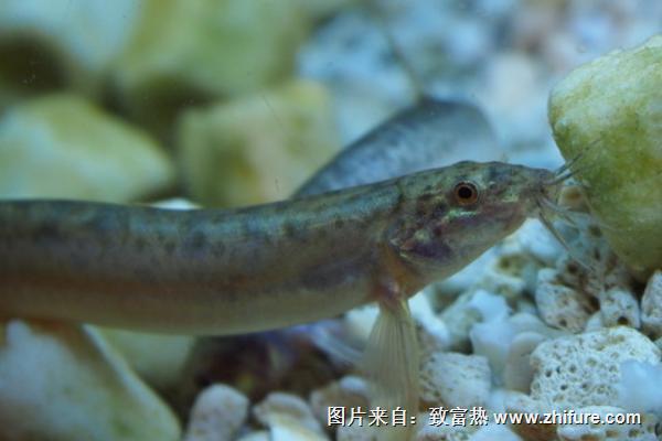 2018養泥鰍賺錢嗎？泥鰍養殖的利潤與投資成本及前景預測