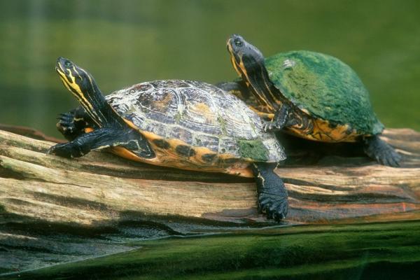 2018養烏龜賺錢嗎?烏龜養殖的利潤與投資成本及前景預測