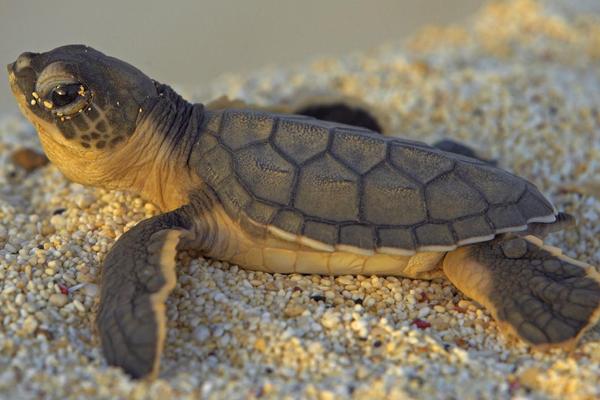 2018養烏龜賺錢嗎?烏龜養殖的利潤與投資成本及前景預測