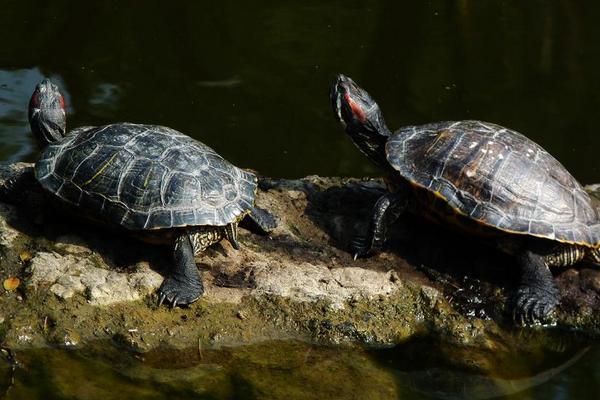 2018養烏龜賺錢嗎?烏龜養殖的利潤與投資成本及前景預測