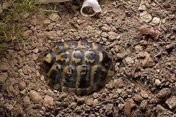 2018養烏龜賺錢嗎?烏龜養殖的利潤與投資成本及前景預測