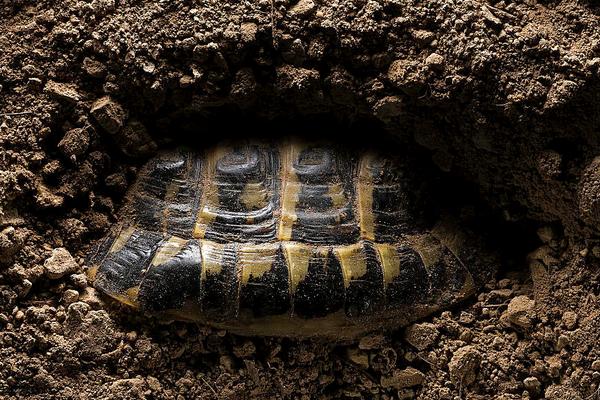 2018養烏龜賺錢嗎?烏龜養殖的利潤與投資成本及前景預測