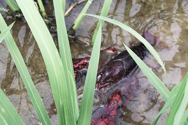 2018養小龍蝦賺錢嗎？小龍蝦養殖的利潤與投資成本及前景預測