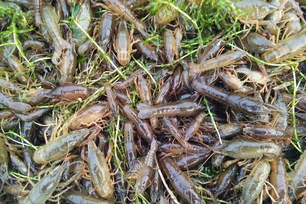 2018養小龍蝦賺錢嗎？小龍蝦養殖的利潤與投資成本及前景預測