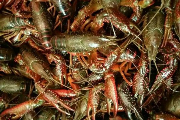 2018養小龍蝦賺錢嗎？小龍蝦養殖的利潤與投資成本及前景預測